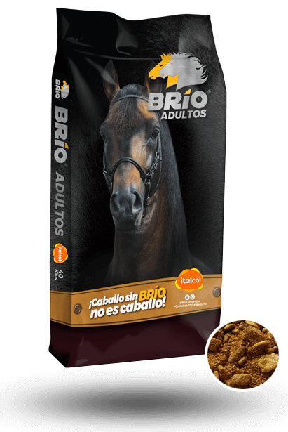 BRIO ADULTOS X BTO UNIDAD